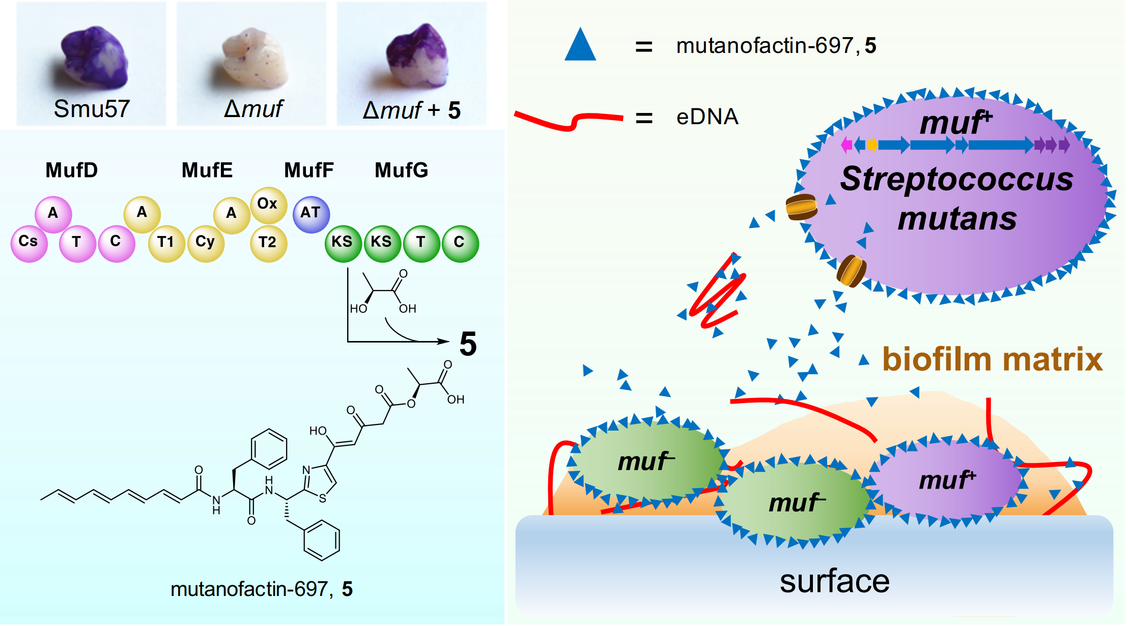 (Left up panel) Effect of biosynthetic gene cluster muf or mutanofactin-697 (5) on biofilm formation on the surface of artificial acryl teeth. (Left bottom panel) Proposed biosynthetic pathway for mutanofactin-697 (5). (Right panel) Proposed mechanism for mutanofactin-697 (5)-promoted biofilm formation of streptococci. After being biosynthesized and secreted from a producing streptococcus, 5 binds to self and neighboring streptococci, forming surface layers around bacterial cells. The hydrophobic layer increases bacterial cell surface hydrophobicity, promotes initial bacterial adhesion and subsequent biofilm formation and maturation. In addition, 5 also directly binds to eDNA and facilities eDNA-mediated cell aggregation and biofilm formation.
