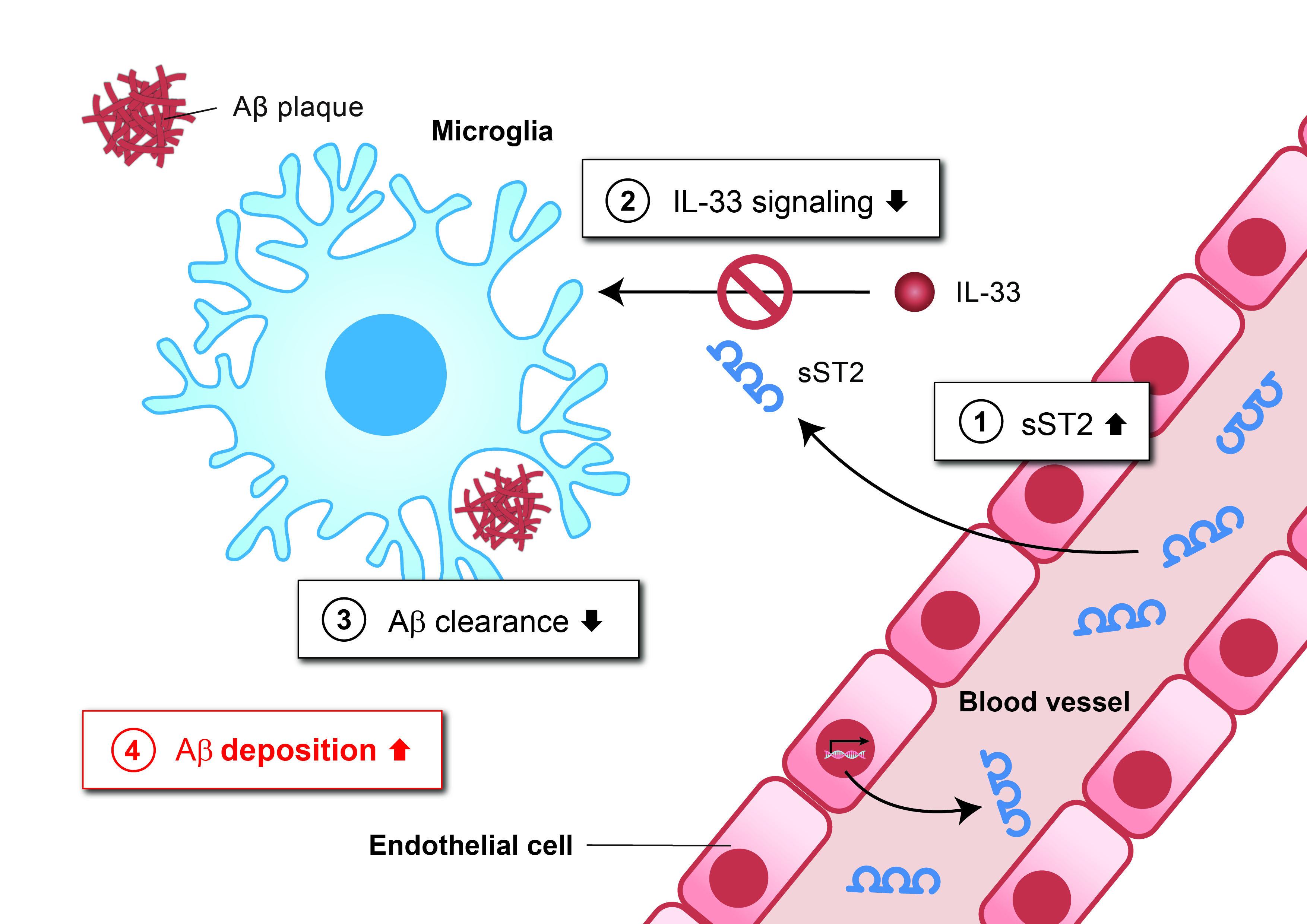 該圖顯示在AD患者大腦中，高濃度sST2是如何抑制小膠質細胞清除Aβ的功能：血液中的 sST2蛋白進入大腦(1)。sST2作為誘餌受體，可以與IL-33結合，阻斷小膠質細胞中正常的IL-33信號傳導(2)，從而降低小膠質細胞清除Aβ的能力(3)，導致Aβ斑塊聚集(4)。