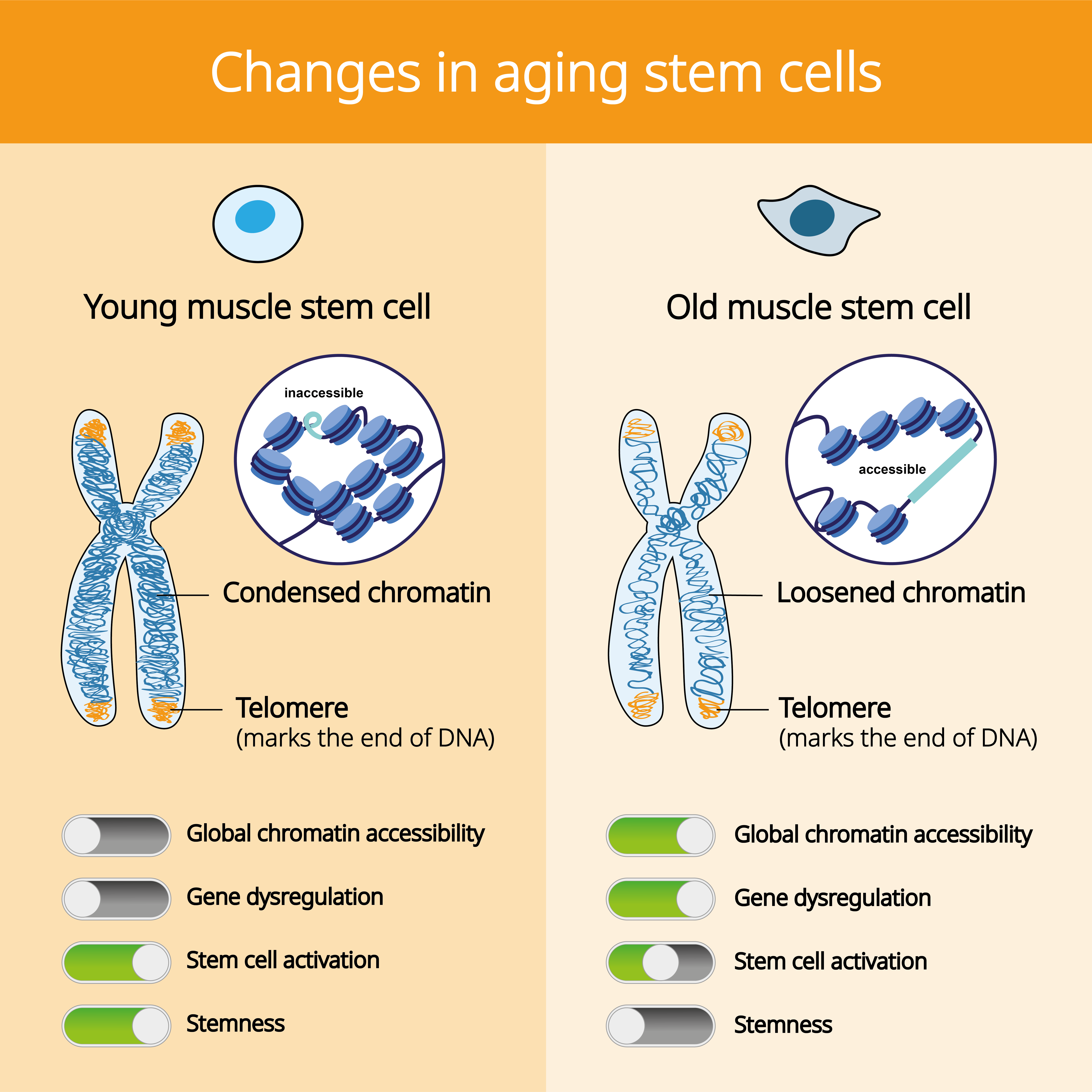 Changes in aging stem cells
