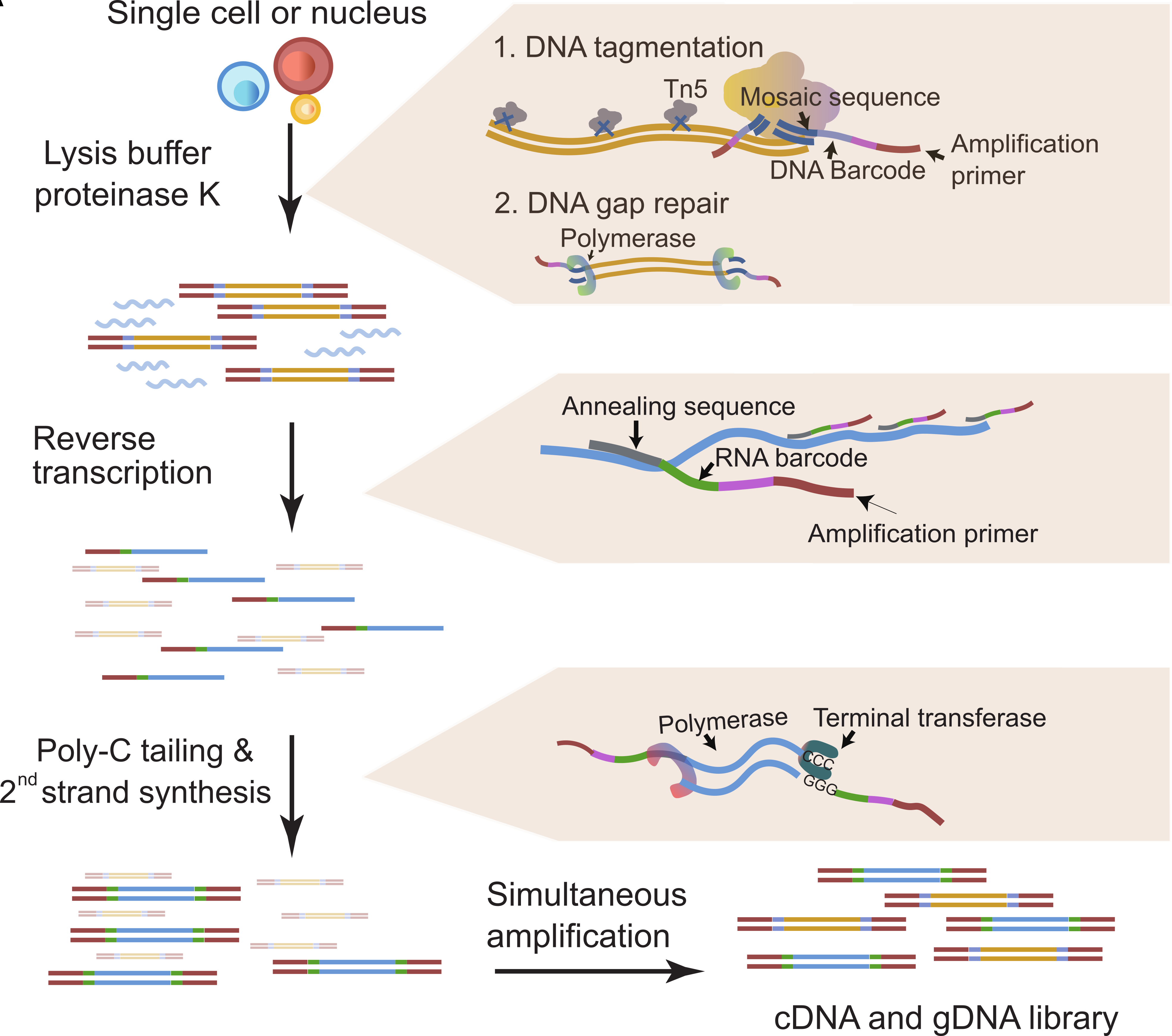 研究团队开发的「新型多功能单细胞多组学分析技术」把单细胞DNA和RNA转化成基因测序文库，以作分析