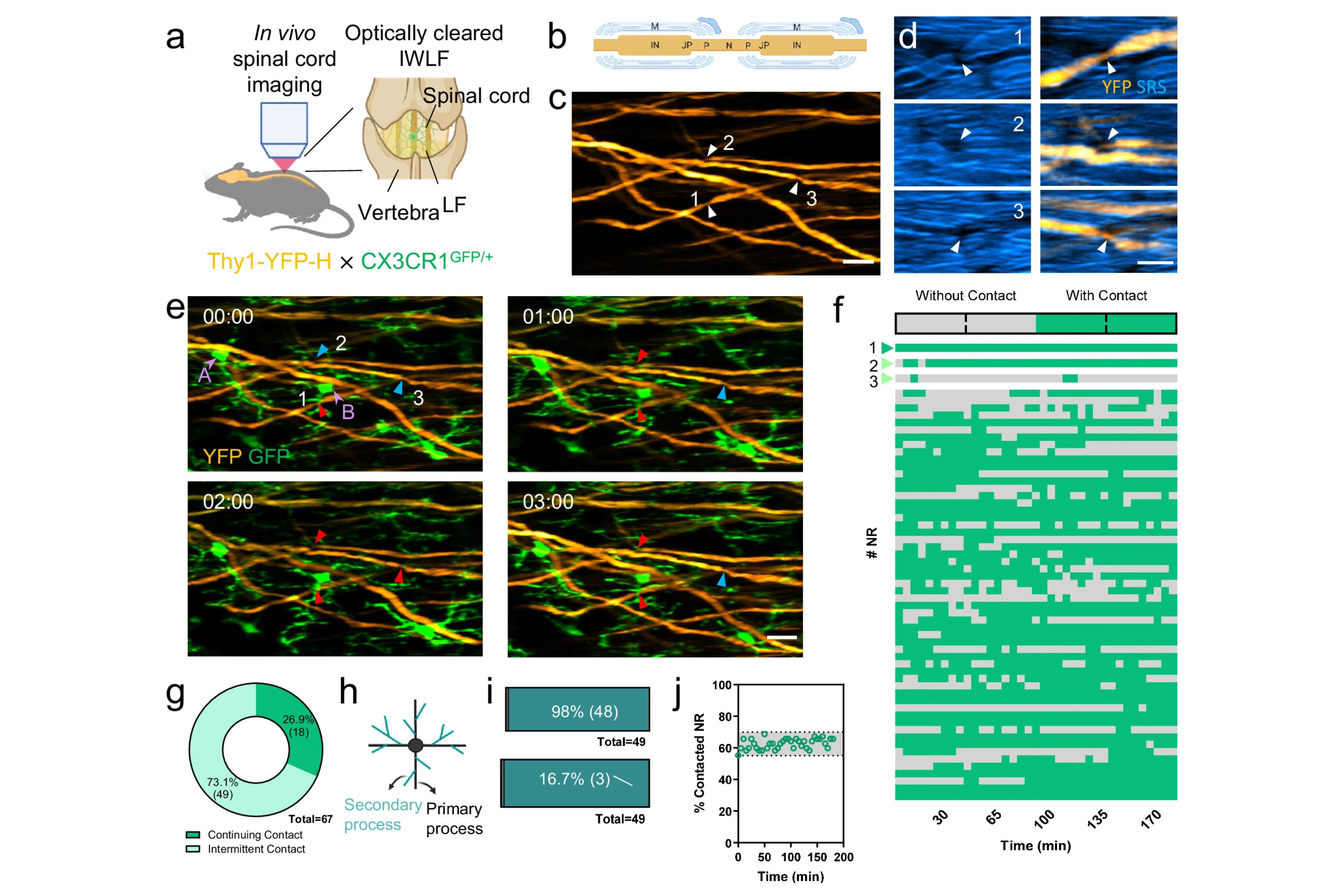 Microglial physical contact with Nodes of Ranvier (NR) in the normal spinal cord