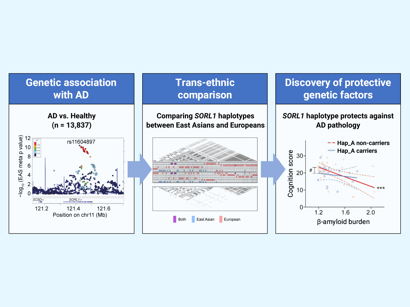 SORL1 Research Findings_HKUST_EN