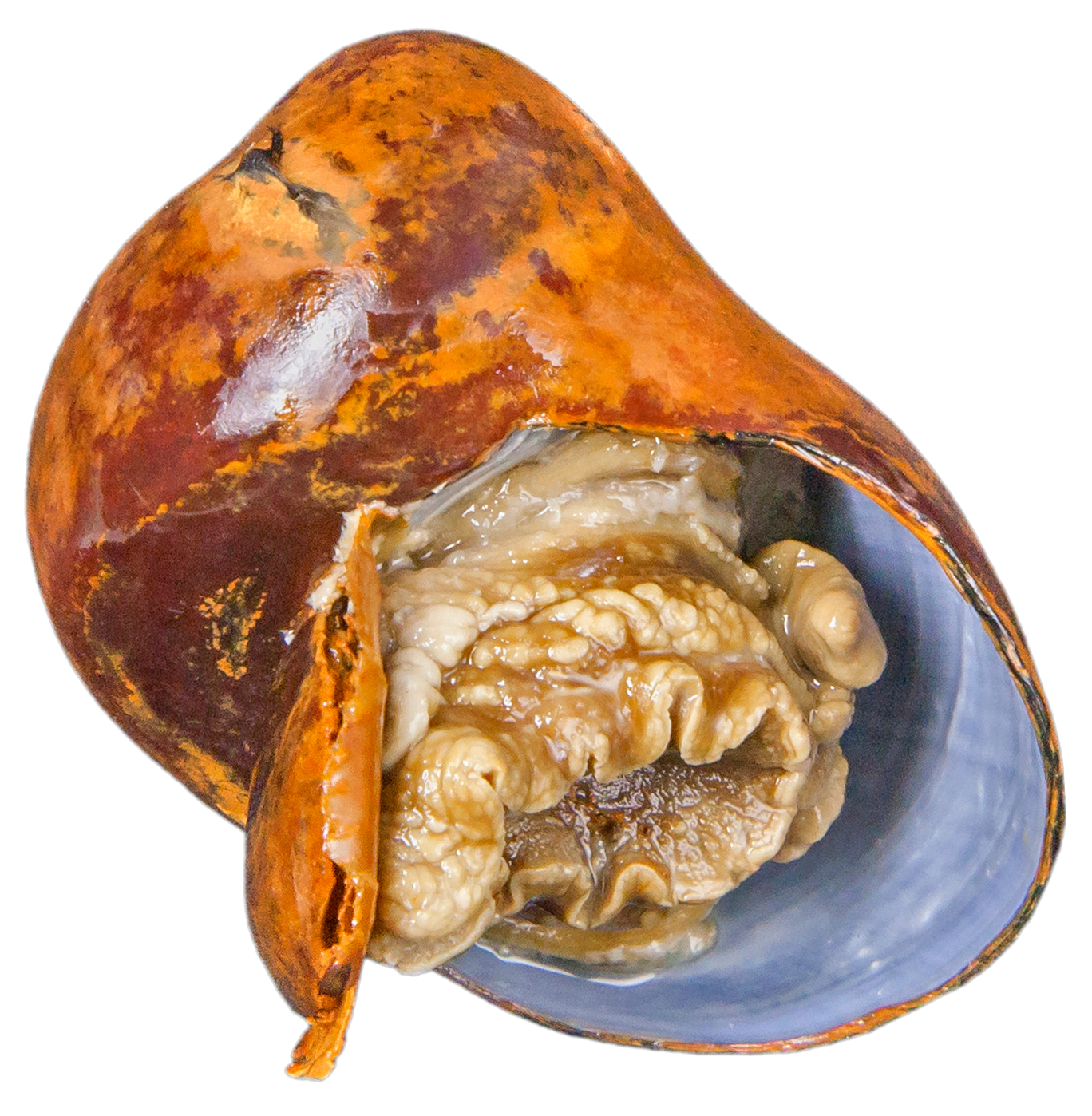 神盾螺。（图片来源：陈充博士）