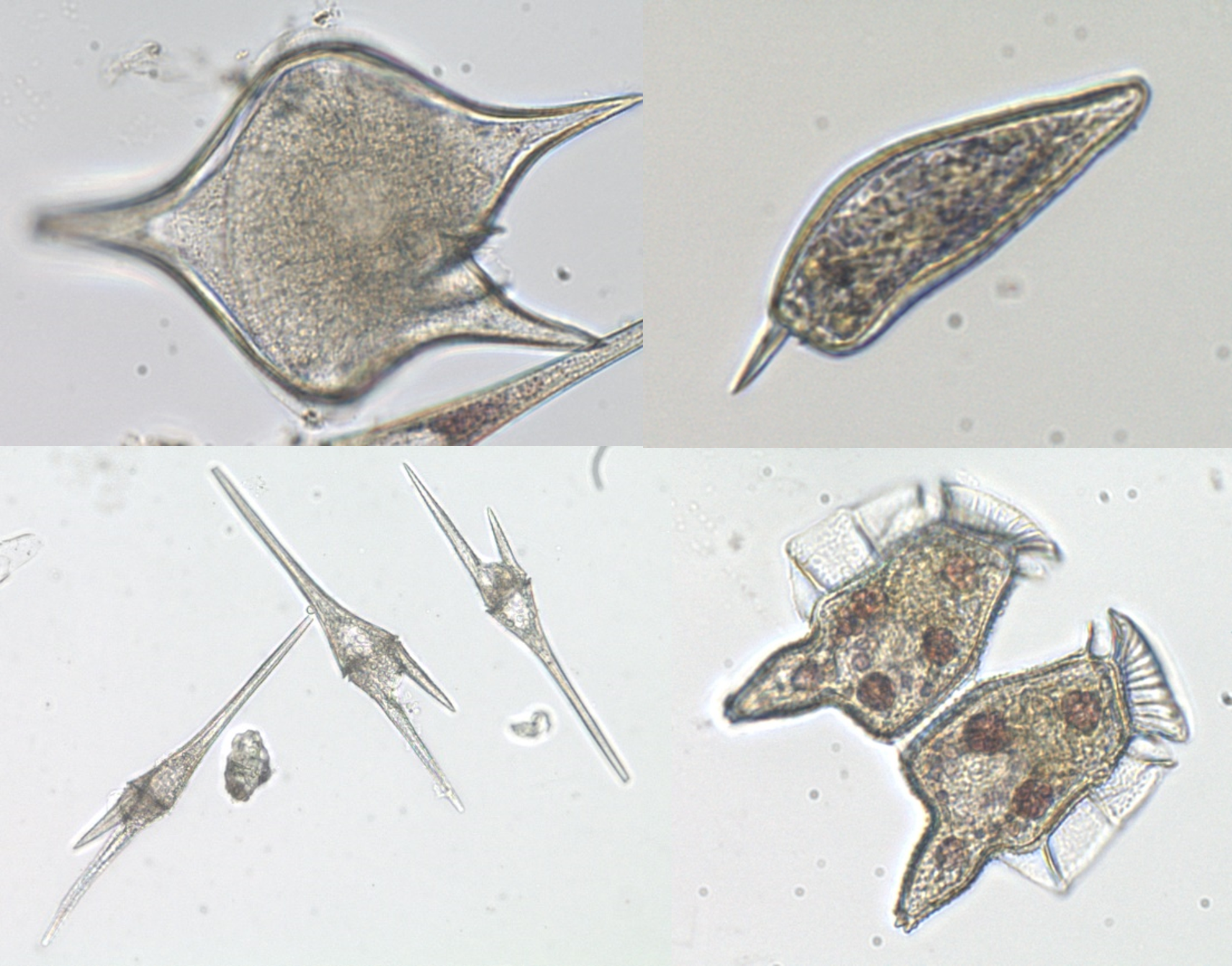 显微镜下的双鞭毛藻