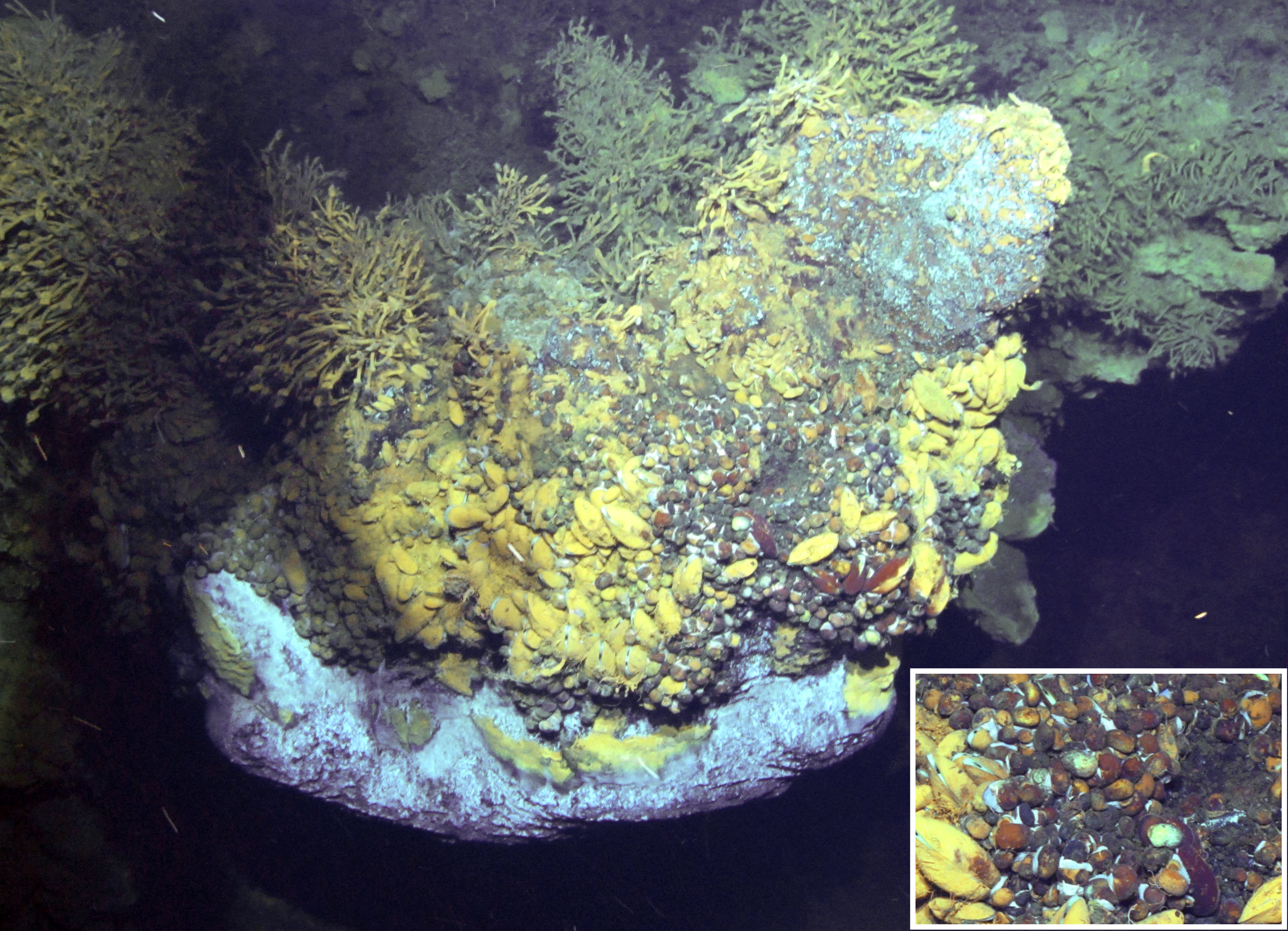 A large quantity of Gigantopelta aegis snails living in ‘Tiamat’ chimney in the Longqi vent field on the Southwest Indian Ridge