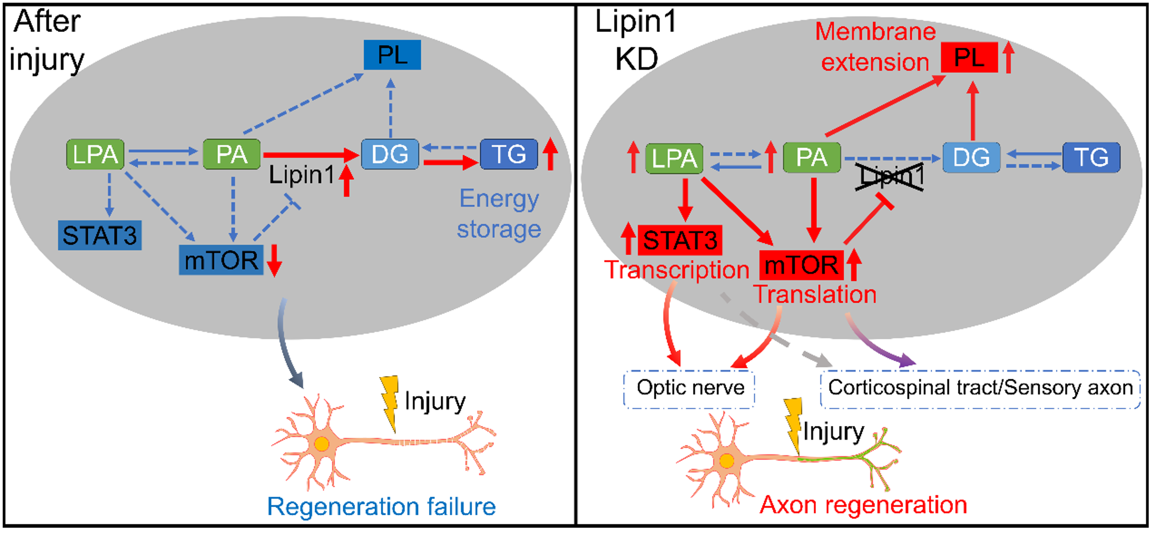 （圖三）Lipin1調控軸突再生的分子機制。