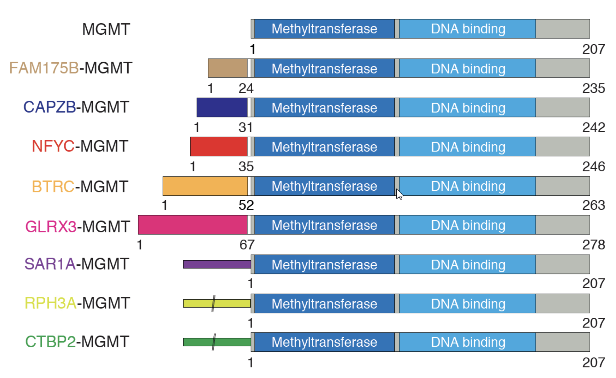 在與MGMT融合的蛋白架構圖中，兩個主要的功能領域（深藍色和淺藍色部分）不但得到保留，每一種與MGMT融合的基因亦會提升其表達能力。