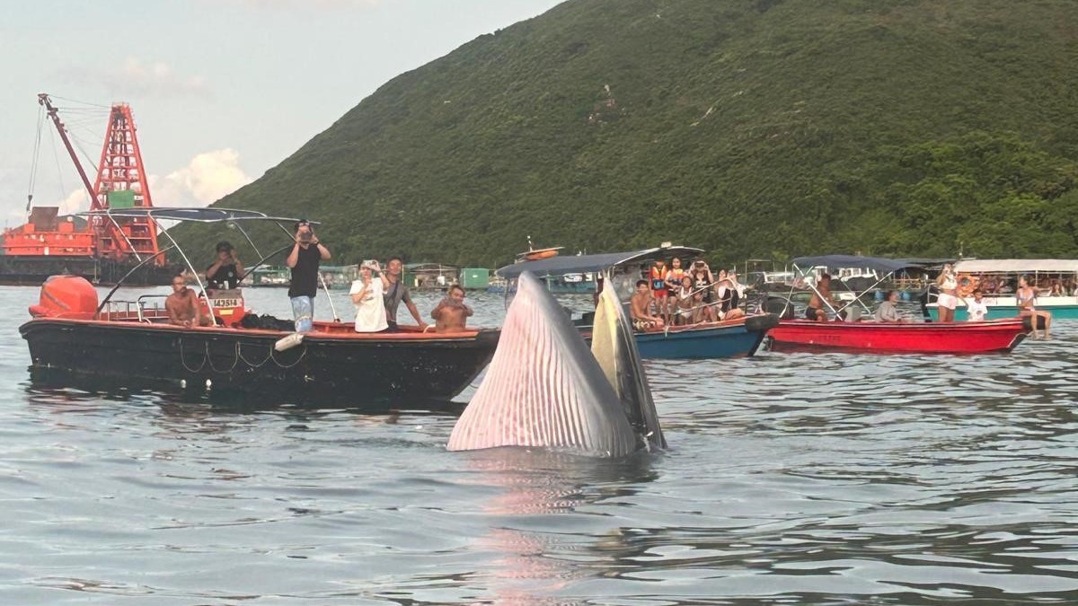 A whale being surrounded by boats of people
