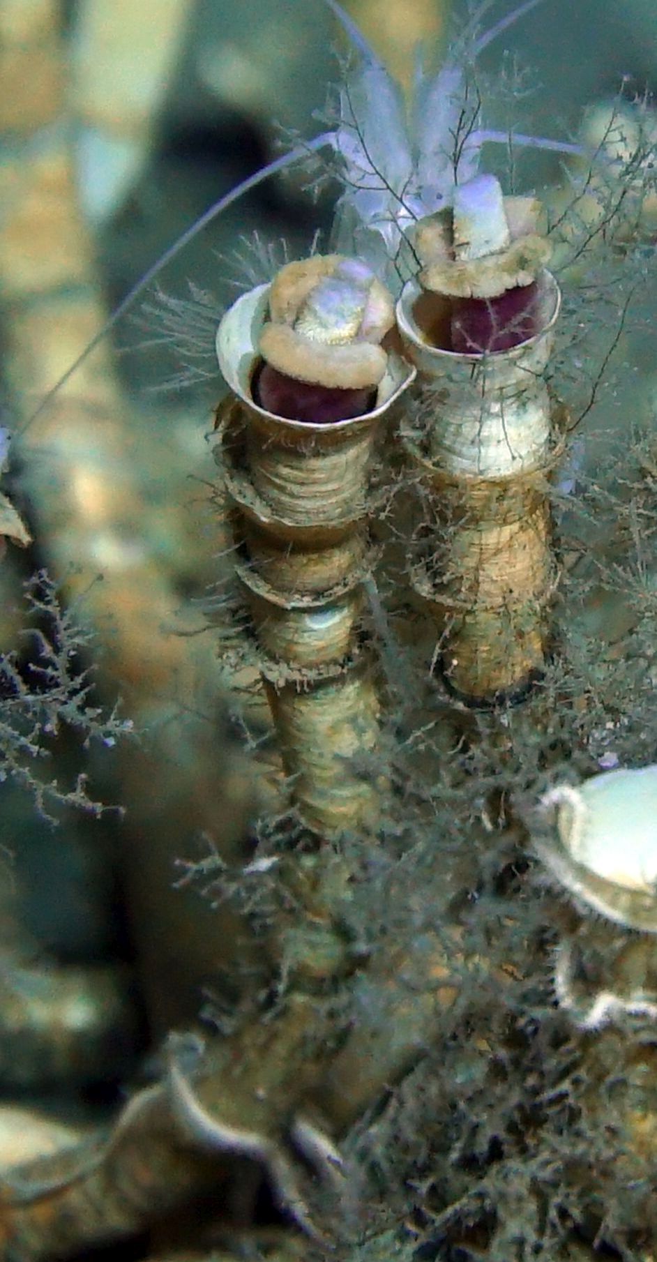 Tubeworms’s tube – a unique supporting structure for them to acquire inorganic matter from the seabed, from which allows their co-living bacteria to produce organic nutrients.