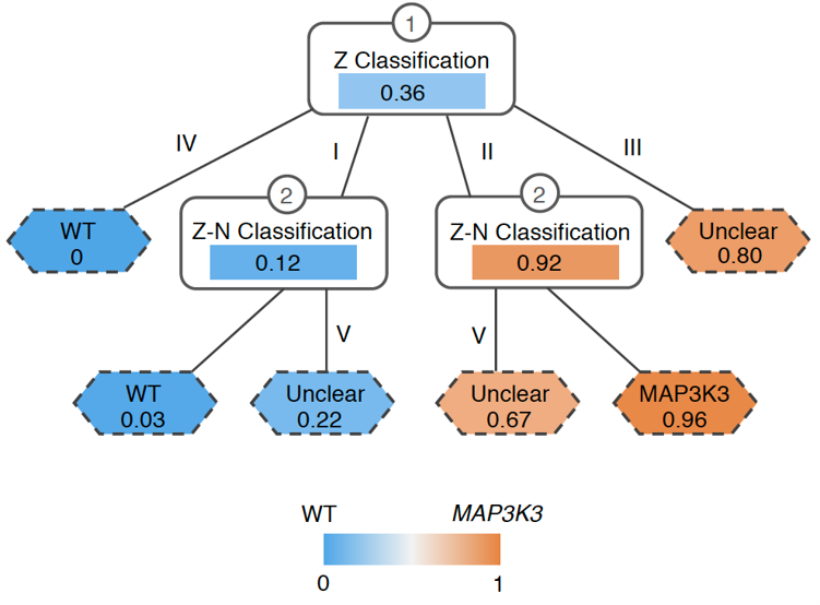 The research team develop a computational method that could assess the probability of connection between the lesion shown in the MRI image to the genetic mutation MAP3K3 c.1323C>G