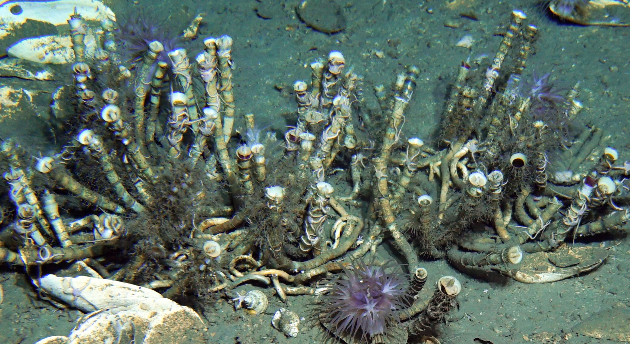 Tubeworms are present as large habitat-forming chitinized tube bushes in the deep-sea, where photosynthesis-derived organic matter are scarce.