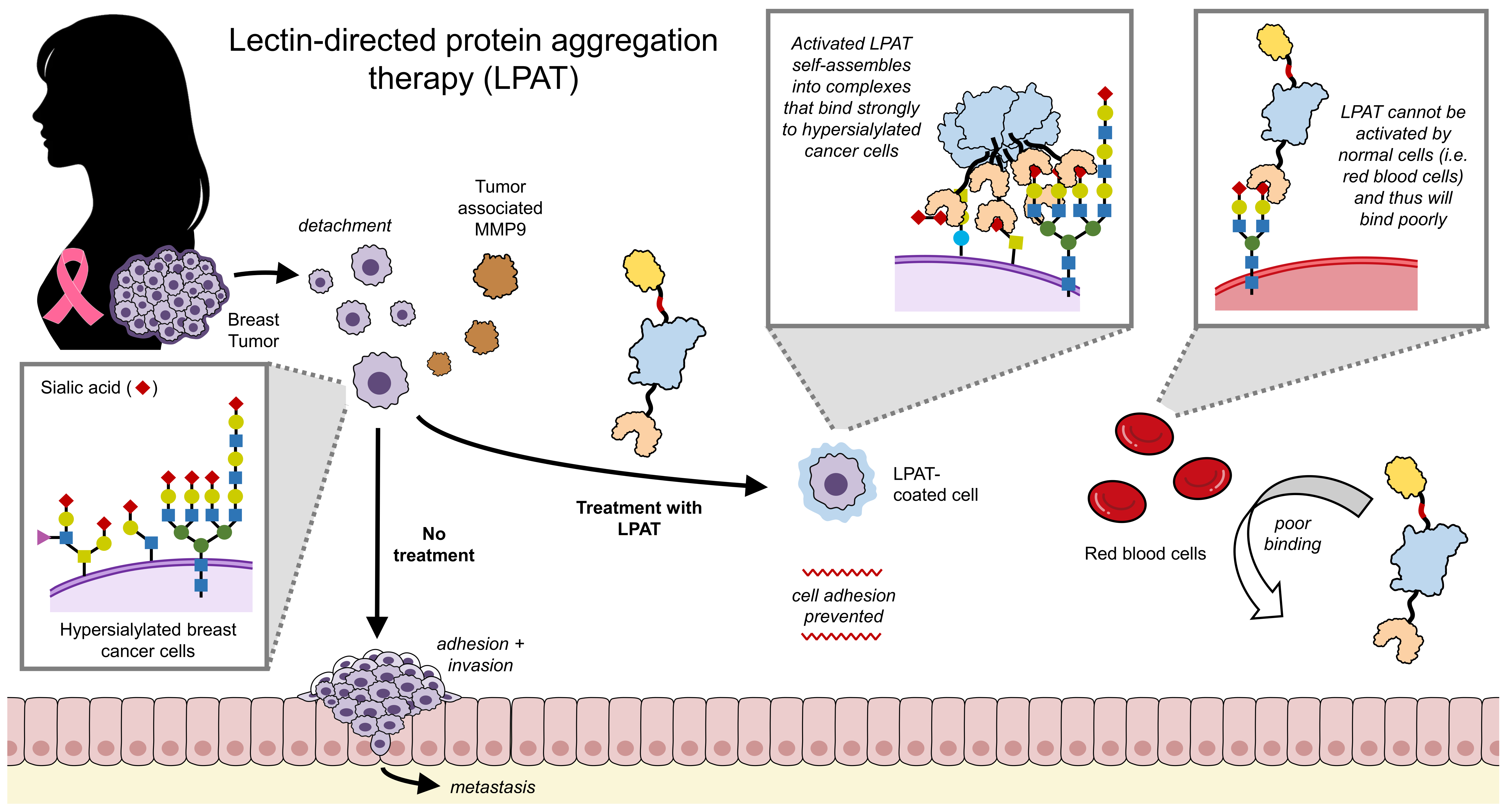 A graphic abstract of this study.