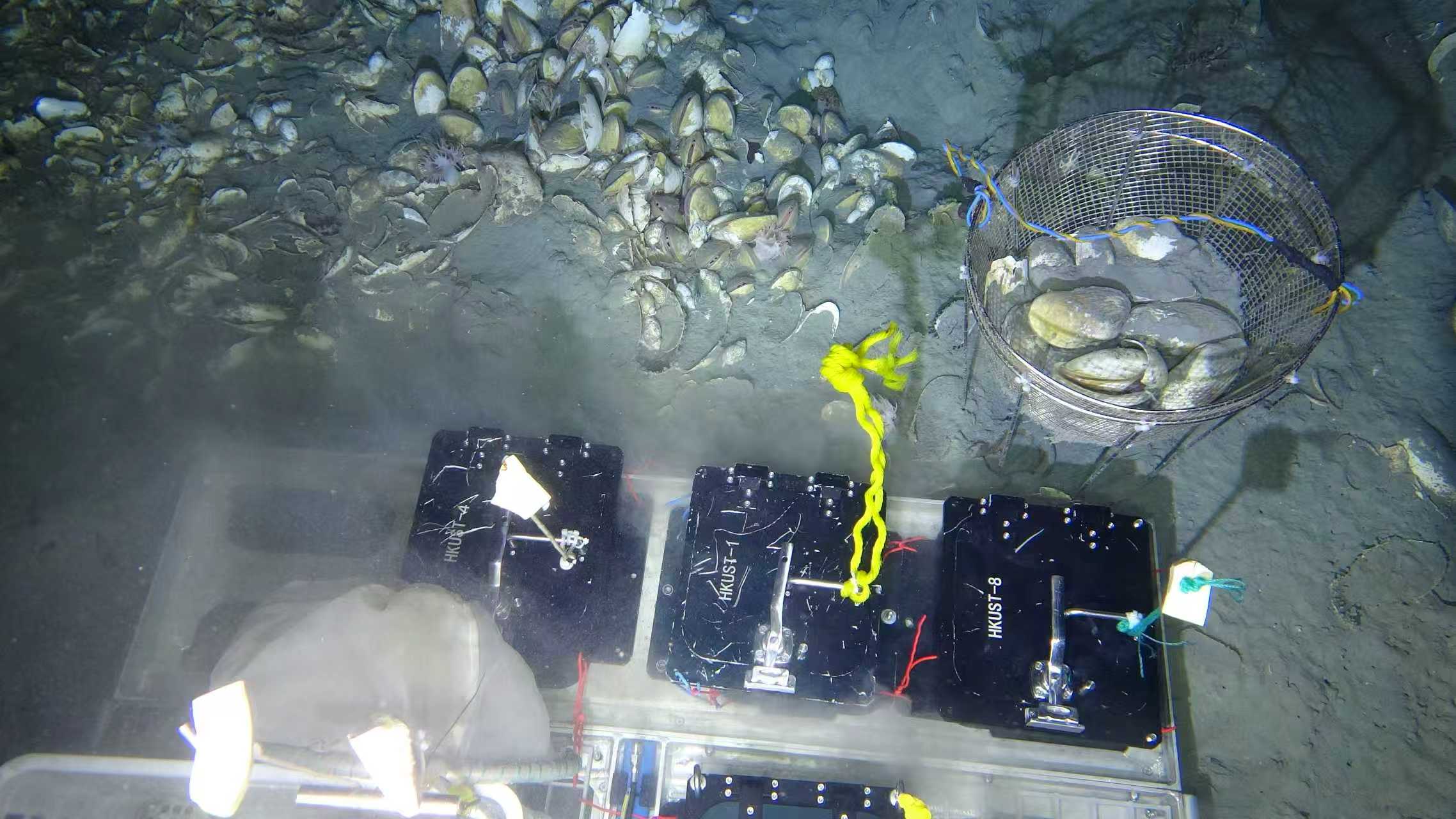 研究人員在南海海馬冷泉HM-3位點（硫化氫限制強度較溫和）進行「白瓜貝」的原位移植培養實驗。