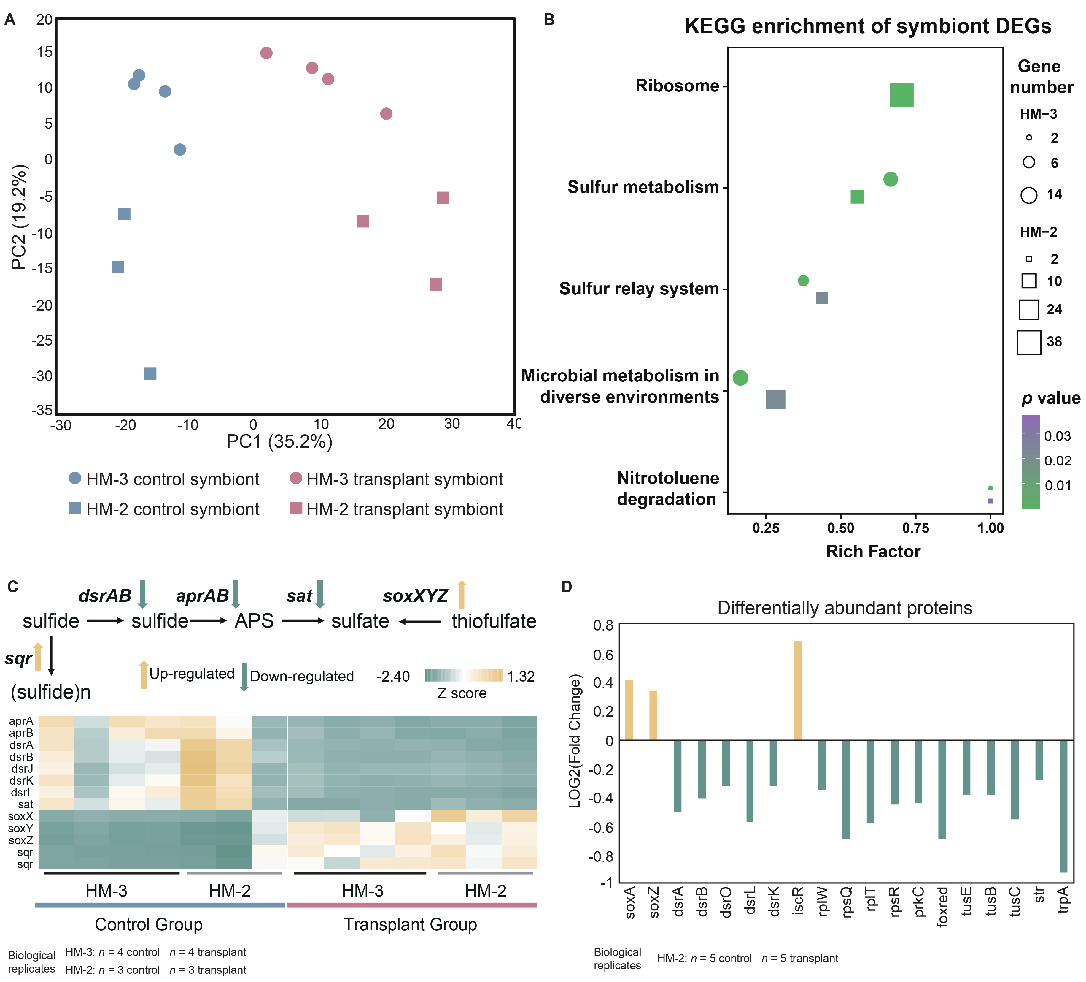 The graphic demonstrates symbiont gene expression and protein abundance changes in response to different levels of hydrogen sulfide depletion.
