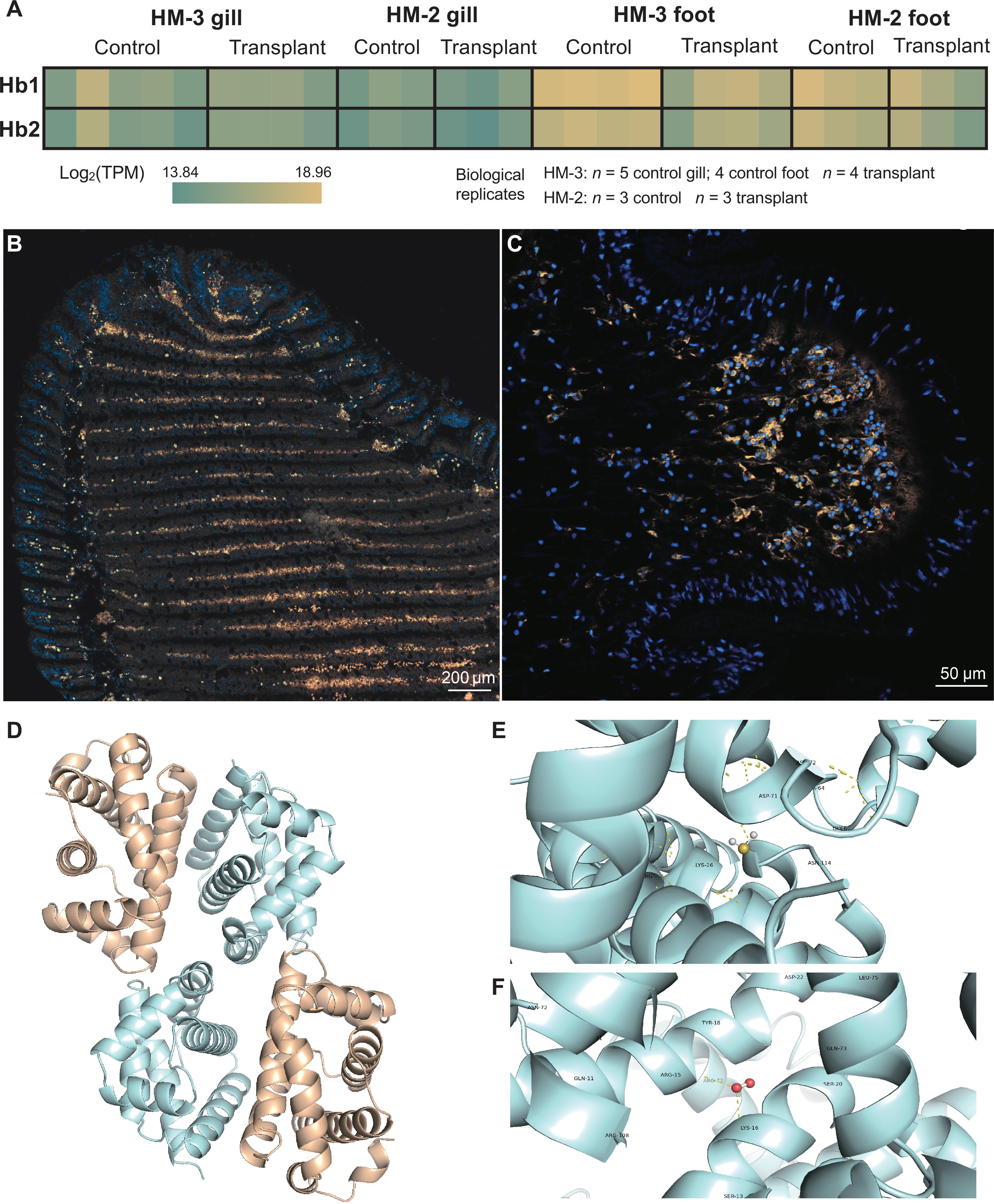 The research team analyses hydrogen sulfide binding capability of clam host hemoglobin.