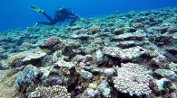 科大研究團隊揭示內波能助調節珊瑚礁的熱白化