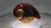 HKUST Researchers Unlock Genomic Secrets of Scaly-foot Snail