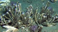 科大研究團隊解開無腸深海管蟲的基因組秘密