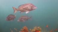 Deciphering fish species interactions for climate change insights
