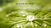 As Clean As Lotus