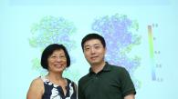 香港科技大學和清華大學共同首次揭示真核生物DNA複製解旋酶的立體結構