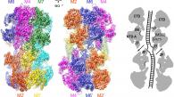 香港科技大學和清華大學共同首次揭示真核生物DNA複製解旋酶的三維結構
