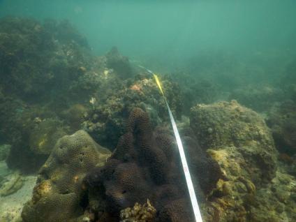 团队在普查期间量度珊瑚群大小。