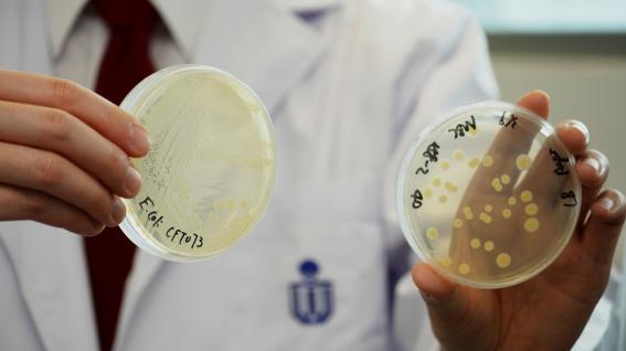 图左是研究团队培植的大肠杆菌