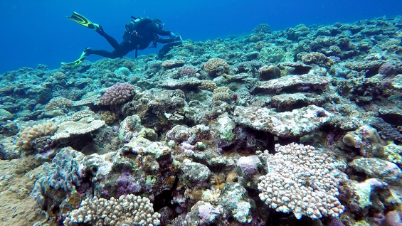 Wyatt教授在日本西表島舟浮灣的淺水地帶放置溫度計，以量度珊瑚礁附近的水溫。
