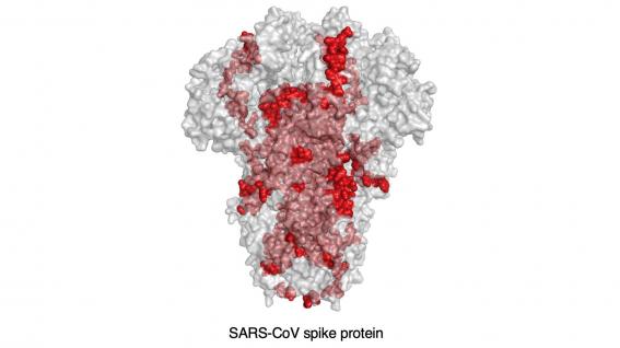 沙士病毒中有20%(红点所示)的抗原表位与新冠病毒的抗原表位基因一样，最有机会能成功开发为疫苗。