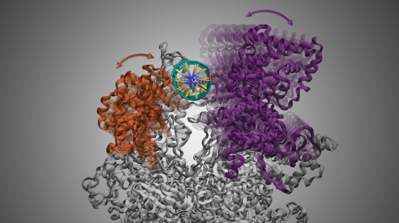 The movement of bacterial RNA Polymerase's Clamp and β-lobe (the purple and orange part in the picture, respectively) facilitates the DNA melting during initiation of transcription.