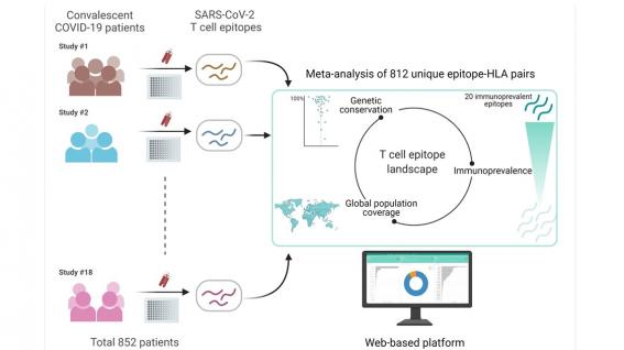 The team has developed a web-based platform by compiling SARS-CoV-2 T cell epitope data from immunological studies of recovered patients in hope to guide studies related to COVID-19 vaccines and diagnostics.