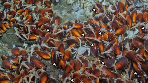 位於沖繩海槽熱泉區的深海帽貝群落。深海帽貝多附著於深海貽貝的貝殼上(白色箭頭所示)