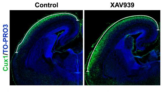 圖 中 綠 色 的 部 分 代 表 小 鼠 大 腦 皮 質 的 上 層 神 經 細 胞 。 與 正 常 大 腦 相 比 ， 通 過 化 合 物XAV939增 加Axin蛋 白 含 量 將 導 致 大 腦 皮 質 的 表 面 積 顯 著 擴 大。	