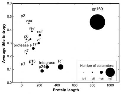  愛滋病病毒包膜蛋白gp160的一級序列不但較其他蛋白長兩倍以上，變化幅度亦最大