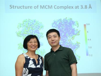  戴碧瓘教授(左)和翟元樑博士揭示解旋酶的立體結構。