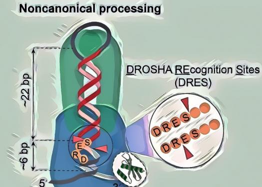 香港科技大學研究人員研究miRNA生物起源 揭開長久以來非經典切割機制的謎團