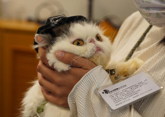 HKUST Introduces Therapy Cats to Delight Students for the First Time (Chinese version only)