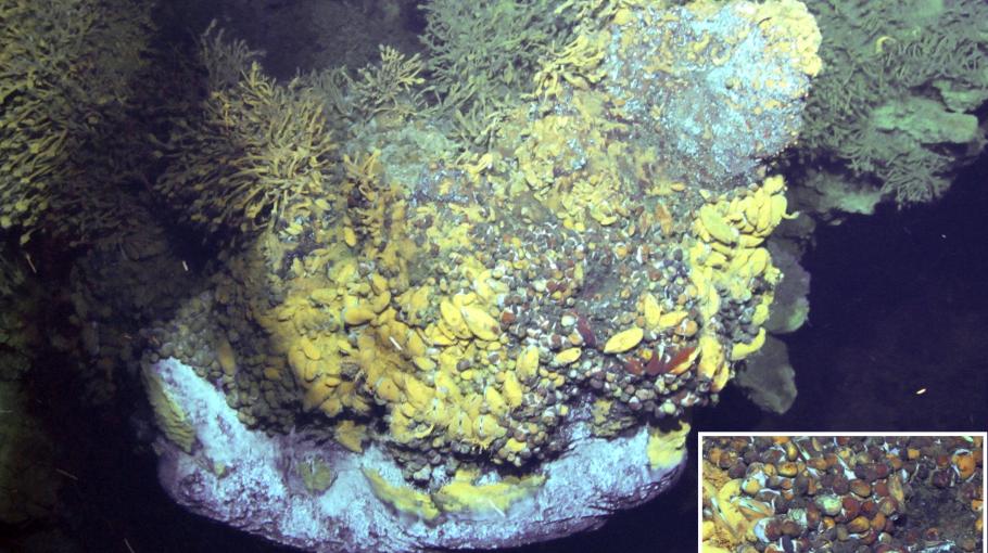 HKUST decodes a deep-sea vent-endemic snail hologenome