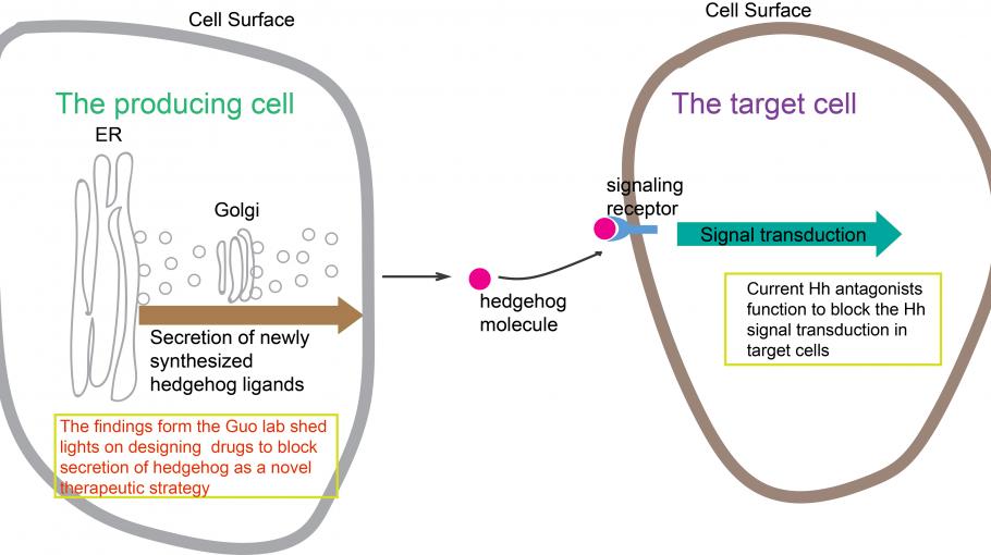 科大發現音猬因子胞內分泌轉運的分子機制　有助研發相關癌症的治療方案