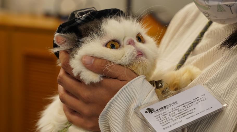 HKUST Introduces Therapy Cats to Delight Students for the First Time (Chinese version only)