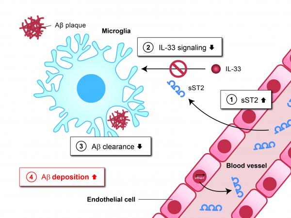 該圖顯示在AD患者大腦中，高濃度sST2是如何抑制小膠質細胞清除Aβ的功能：血液中的 sST2蛋白進入大腦(1)。sST2作為誘餌受體，可以與IL-33結合，阻斷小膠質細胞中正常的IL-33信號傳導(2)，從而降低小膠質細胞清除Aβ的能力(3)，導致Aβ斑塊聚集(4)。