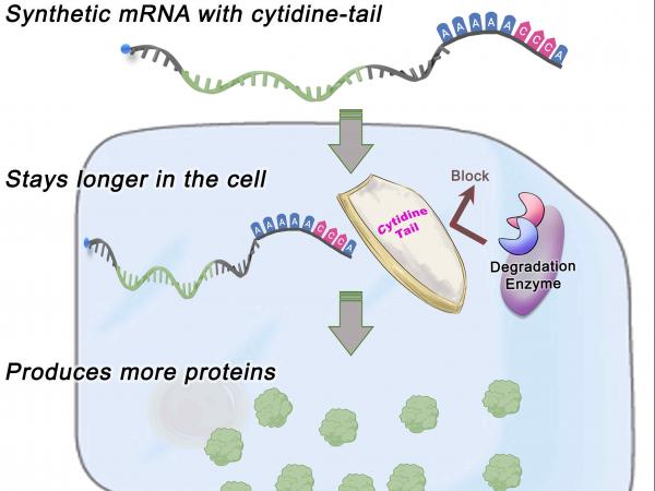 mrna cell delivery