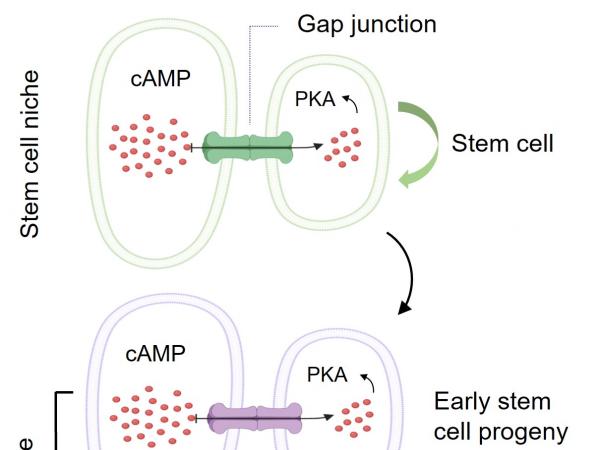 这个模型显示干细胞微环境如何利用其与干细胞之间的蛋白通道「间隙连接」（Gap junction），把干细胞微环境内的cAMP传送到干细胞及其子代细胞，以控制其分化为各种功能性细胞