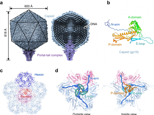 The overall architecture of the P-SCSP1u virion