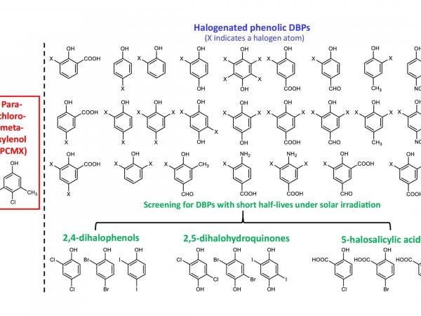 Schematic illustration of screening halogenated phenolic DBPs