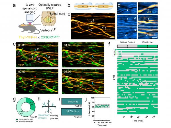 Microglial physical contact with Nodes of Ranvier (NR) in the normal spinal cord