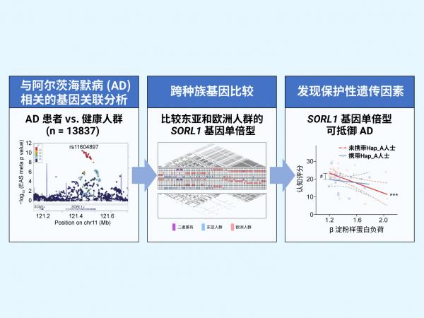 SORL1 Research Findings_HKUST_SC