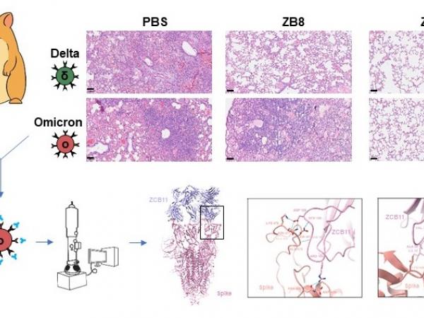 抗体ZCB11（右）可保护叙利亚仓鼠的肺部免受Omicron和Delta病毒变异株的感染与损伤 。 PBS（左）是无抗体对照， ZB8（中）是抗体对照，只能保护仓鼠免受Delta病毒变异株的感染与损伤，但不能免受 Omicron病毒变异株的感染与损伤。 冷冻电镜结构分析揭示了ZCB11和Omicron S蛋白的结合模式 。