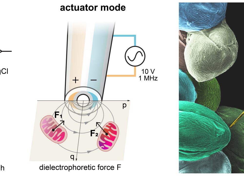 HKUST Co-develops Robotic Nanoprobe for Precise Mitochondria Extraction Charting New Directions in Research on Therapies for Neurodegenerative Diseases and Cancer